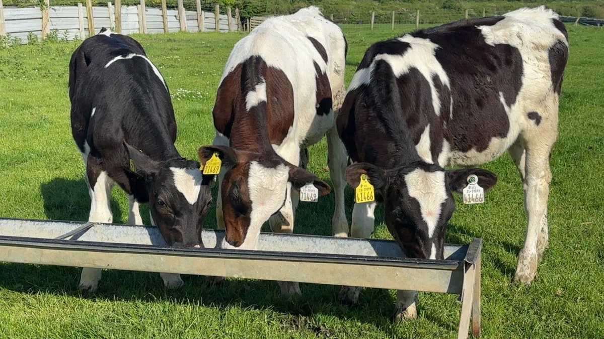 3 British Freisian Bull Runners - Image 1