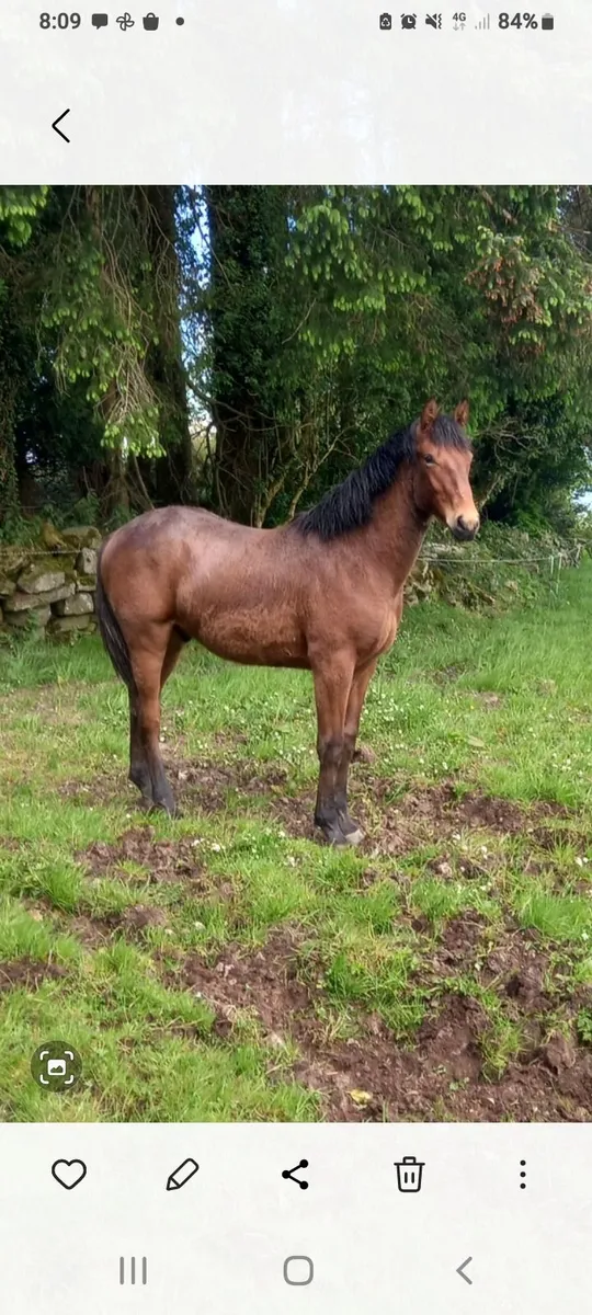 Horse - Image 4