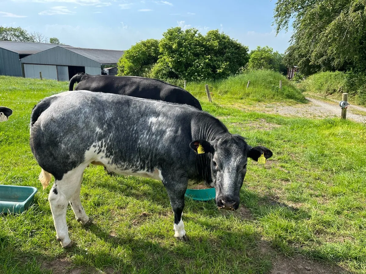 Belgian Blue Breeding Heifer - Image 1