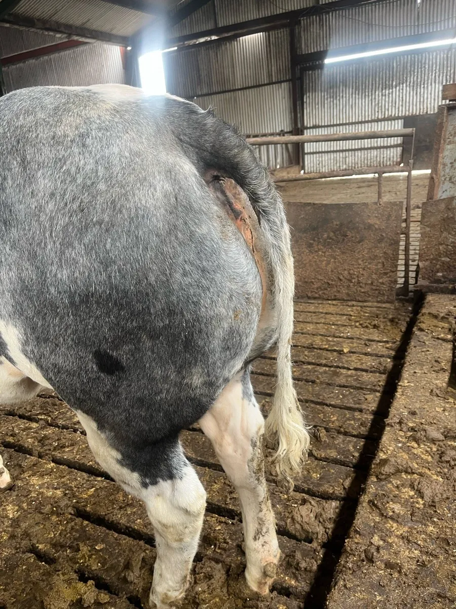Belgian Blue Breeding Heifer - Image 3