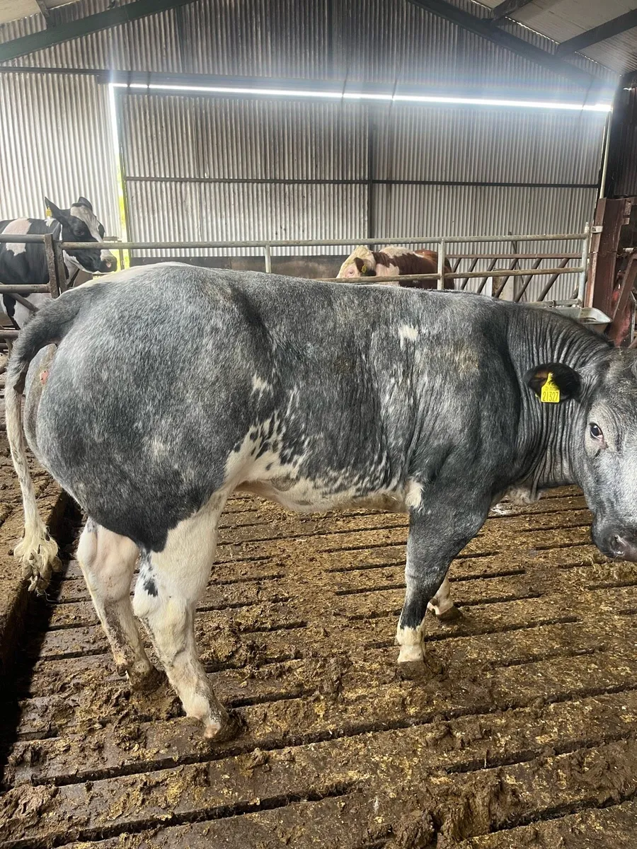 Belgian Blue Breeding Heifer - Image 4