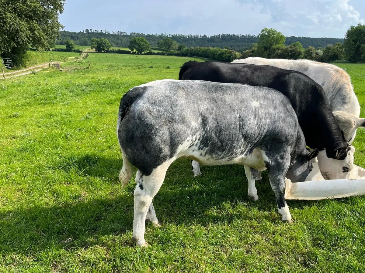 Belgian Blue Breeding Heifer - Image 2