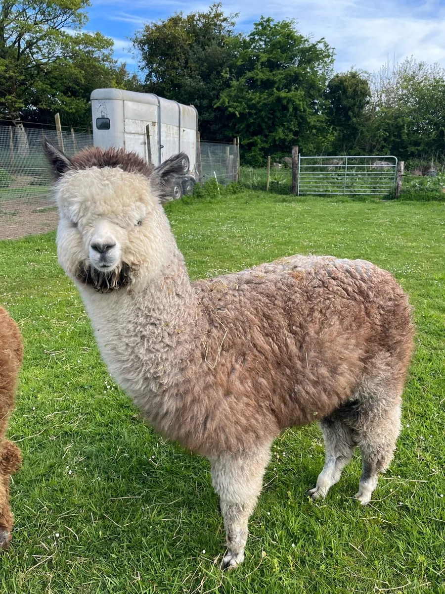 Male Alpaca - Image 1