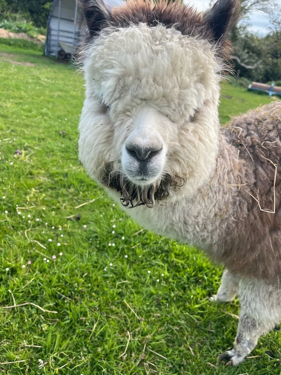 Male Alpaca - Image 4