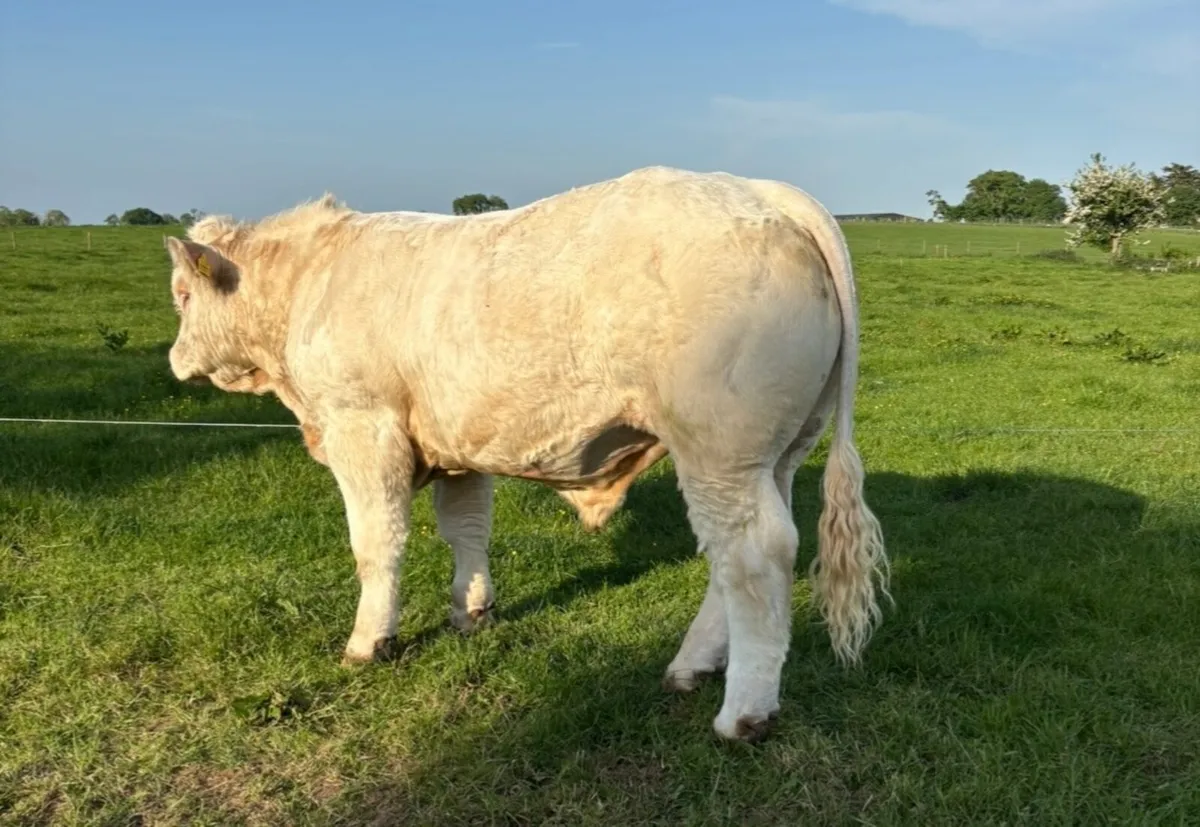 Super Charolais Bull - Image 2