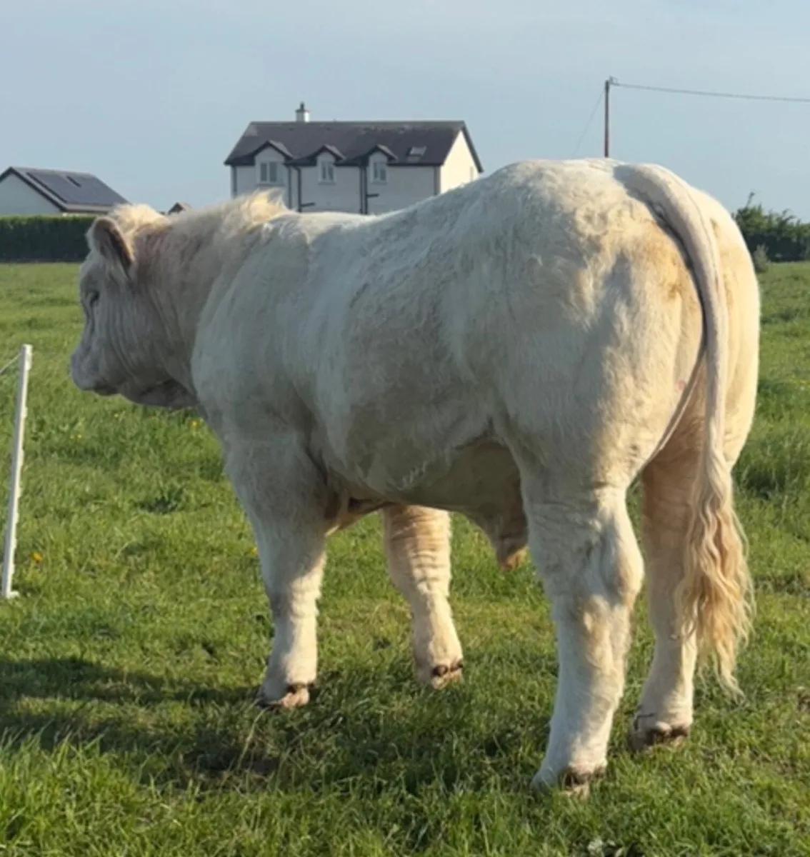 Super Charolais Bull - Image 3