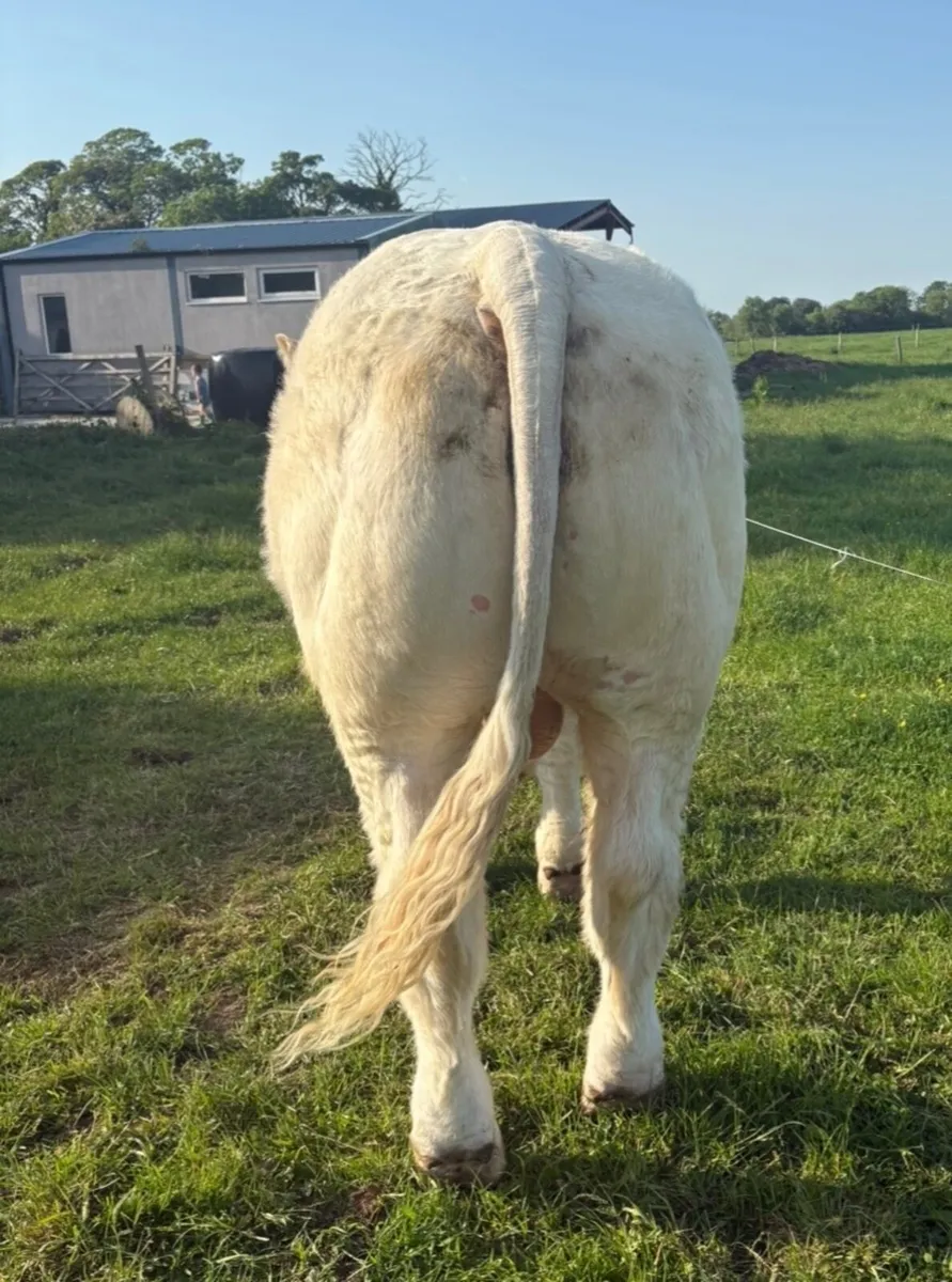 Super Charolais Bull - Image 4