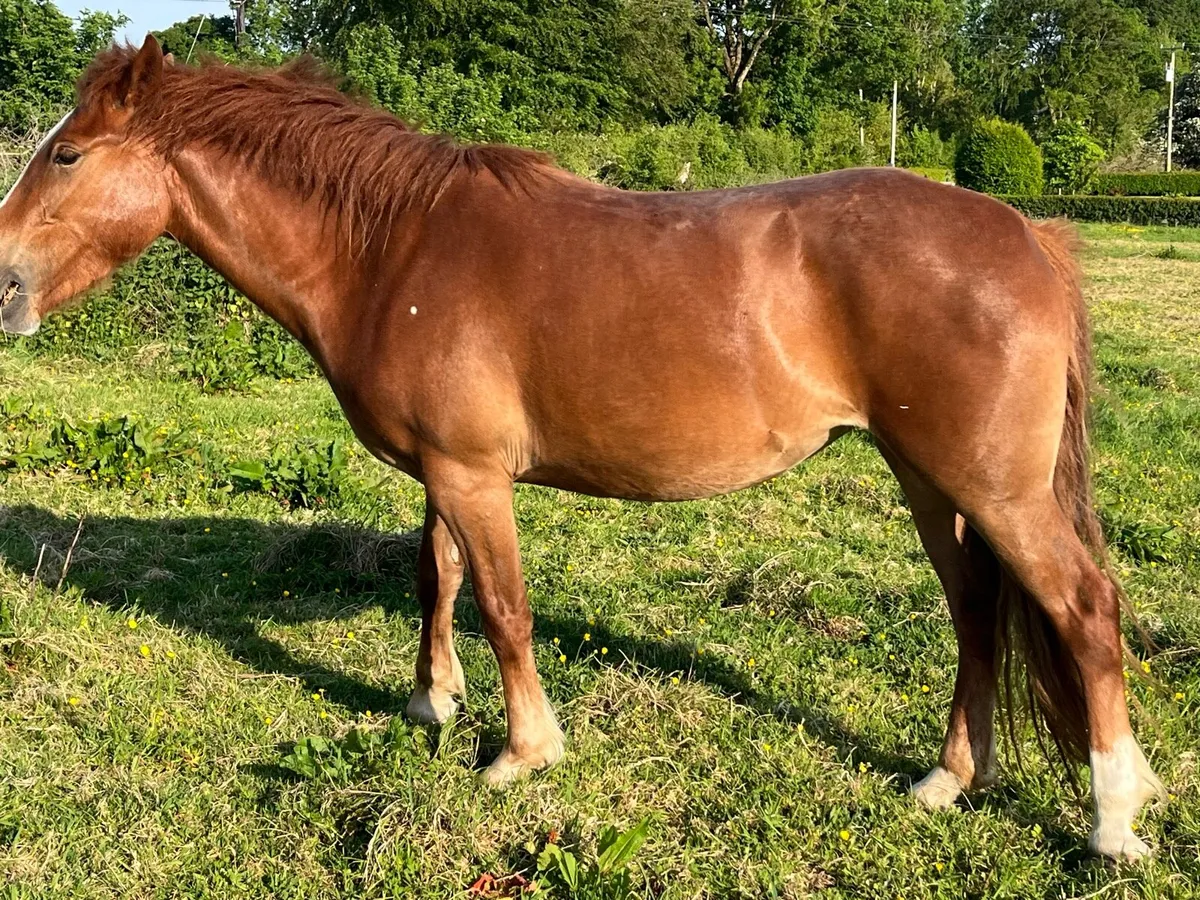 3 year old draught filly - Image 2