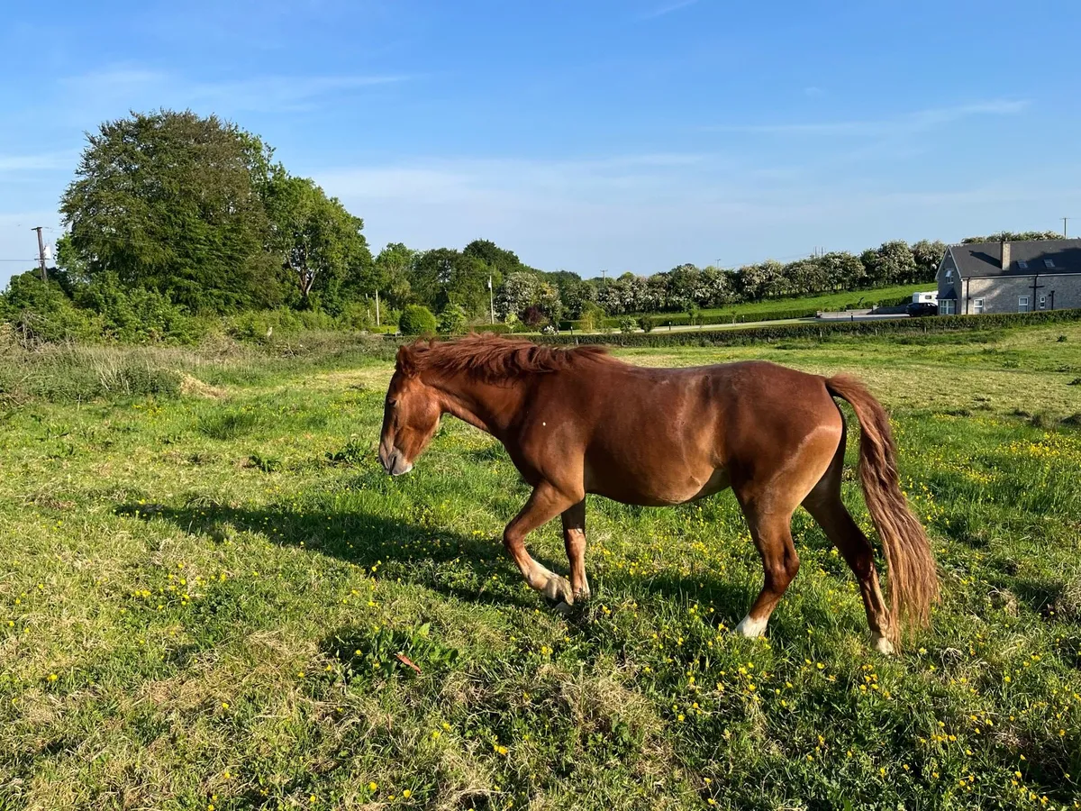 3 year old draught filly - Image 3