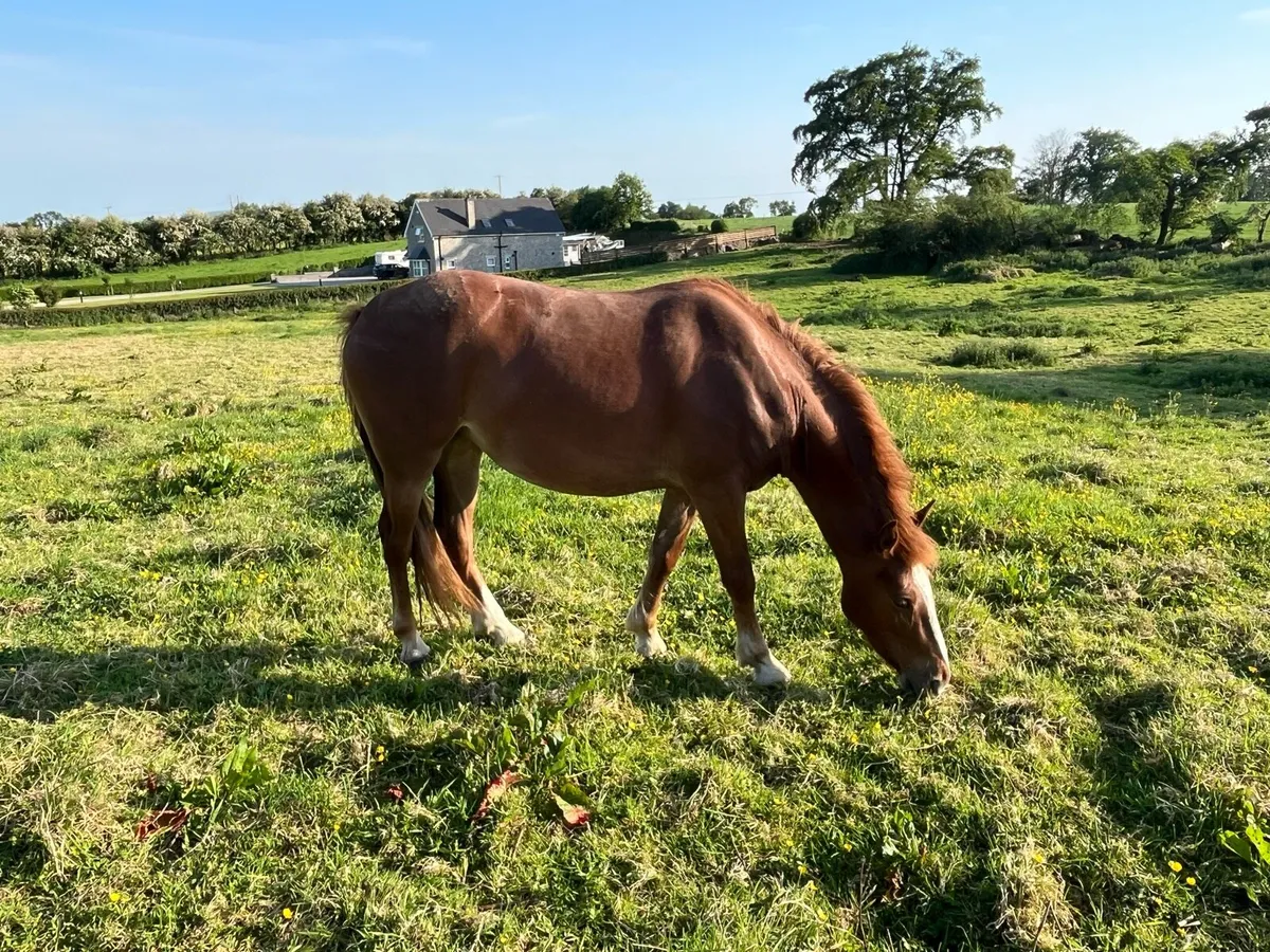 3 year old draught filly - Image 4