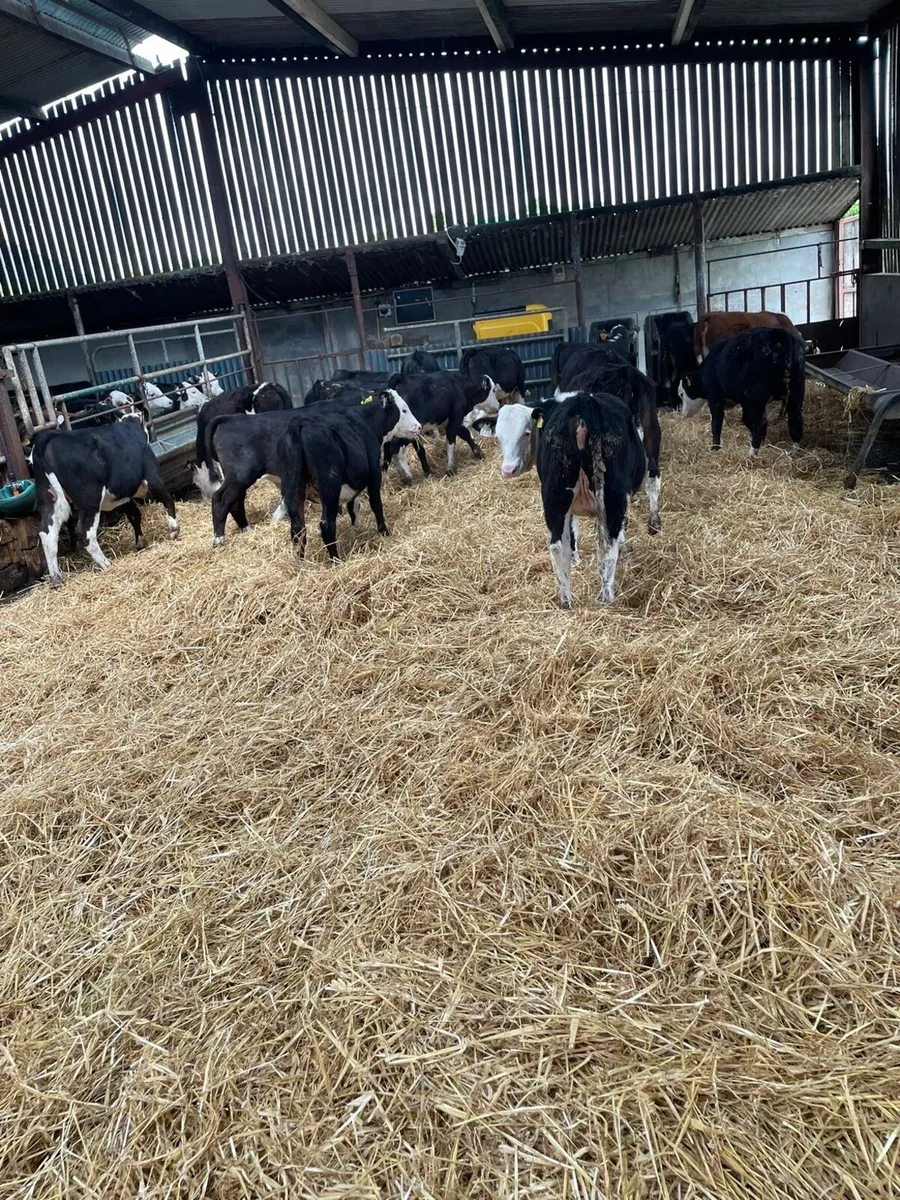 20 he reared calves templemore mart tomorrow - Image 1