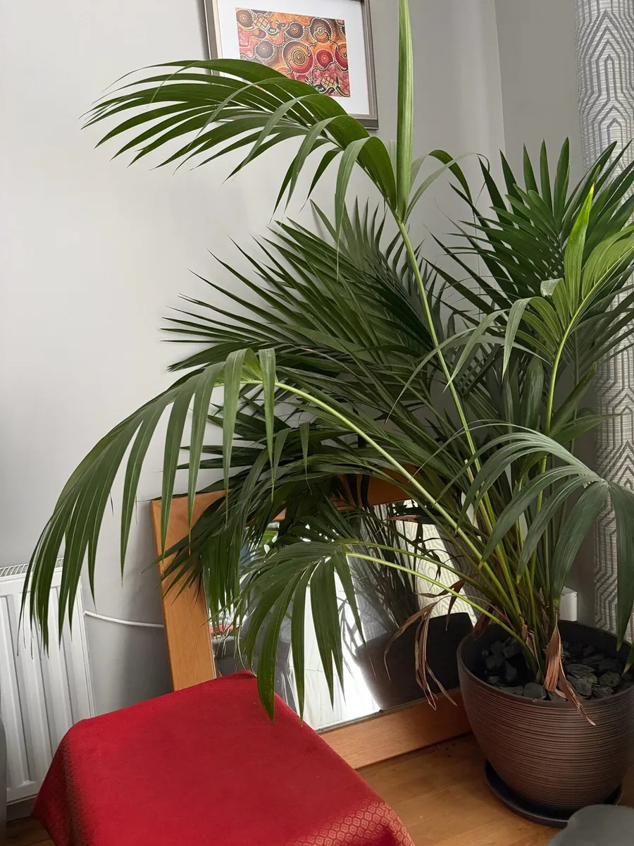 Large Indoor Plant