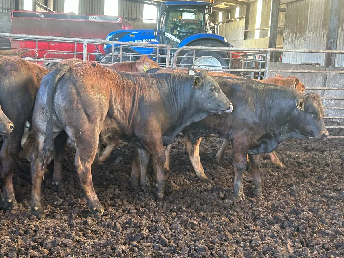 15 super U grade bullocks for sale - Image 4