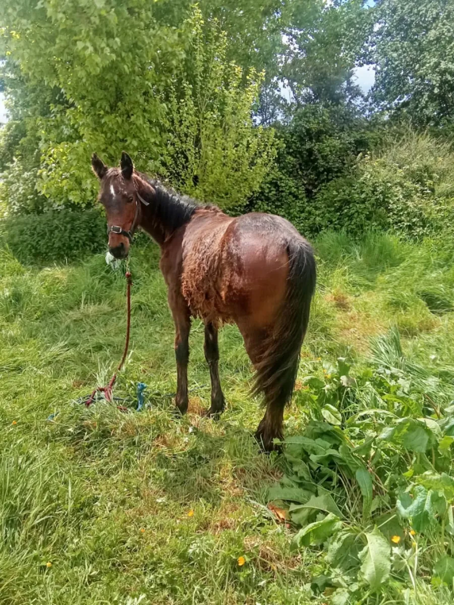 pony  (fully) - Image 1