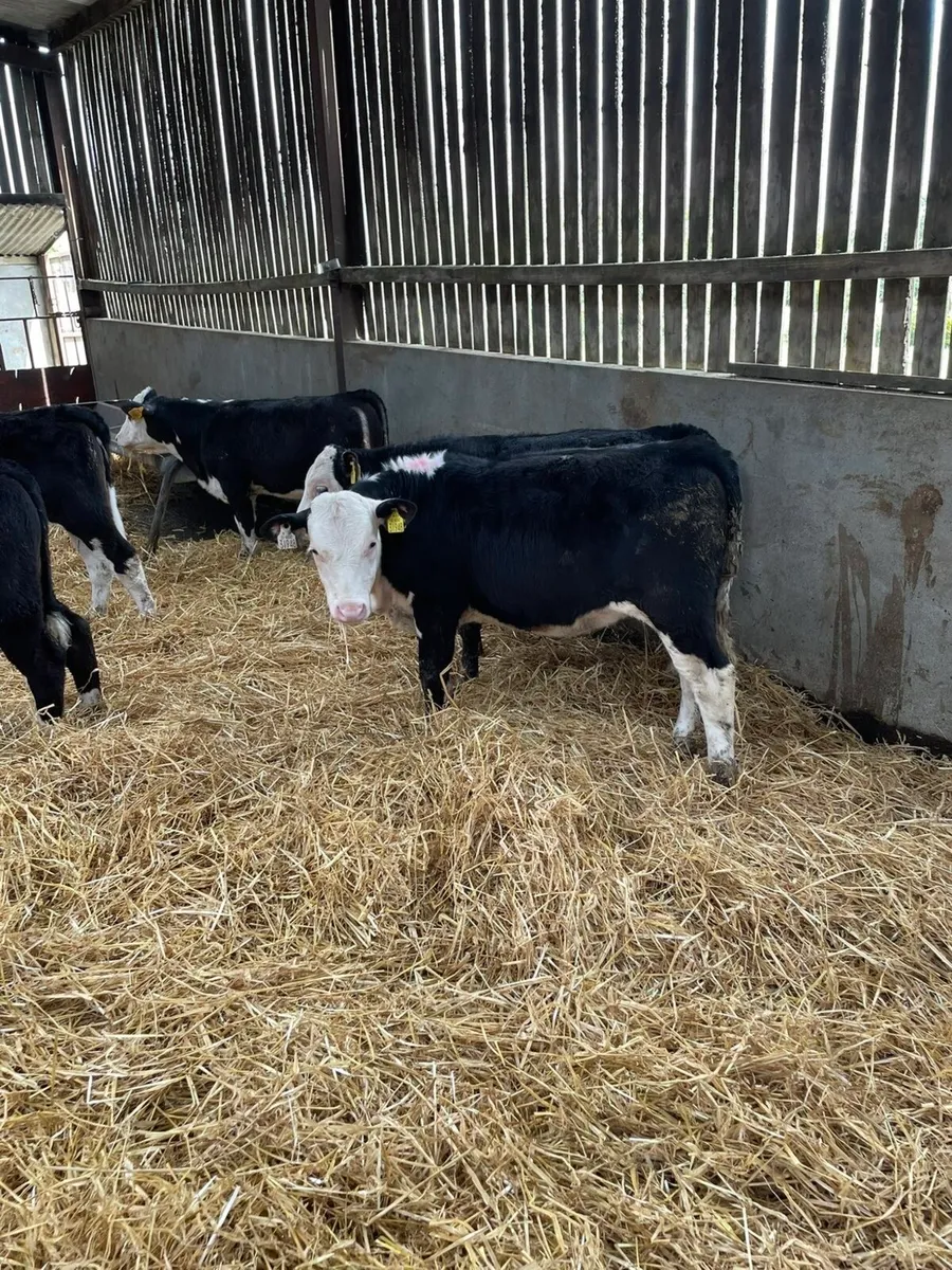 20 he reared calves templemore mart tomorrow - Image 2