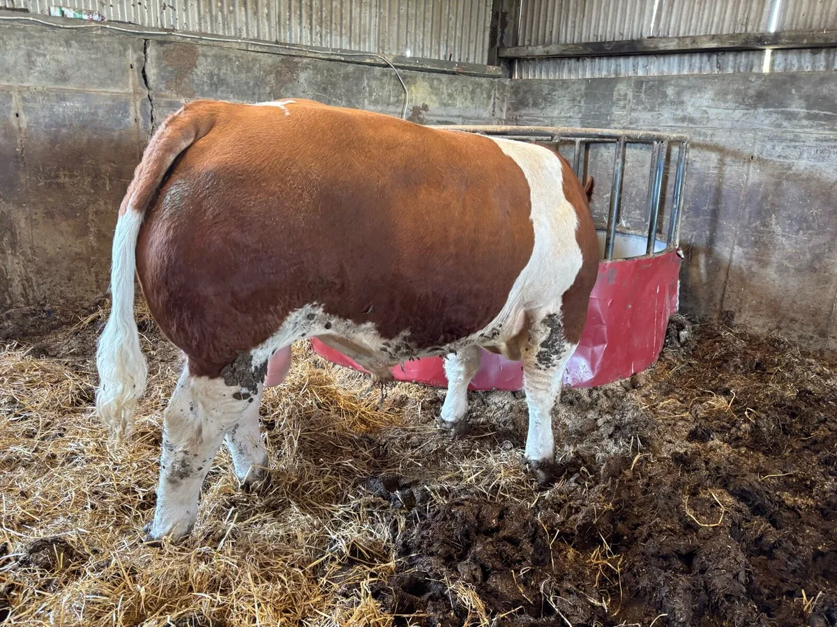 PBR Simmental Bulls - Image 3