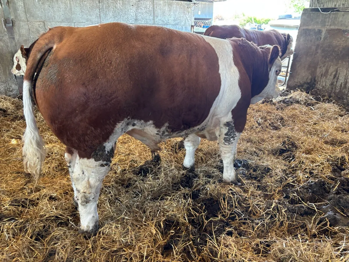 PBR Simmental Bulls - Image 4