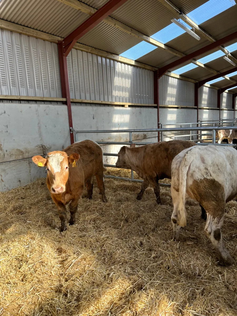 Charolais heifers - Image 1