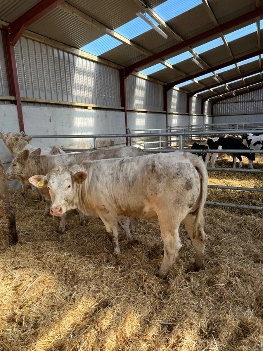 Charolais heifers - Image 2