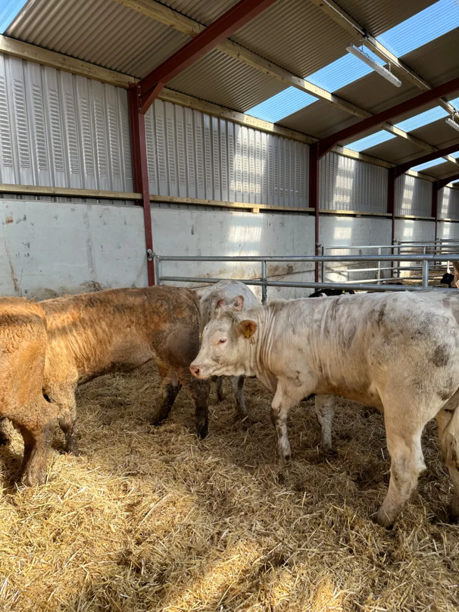 Charolais heifers - Image 3