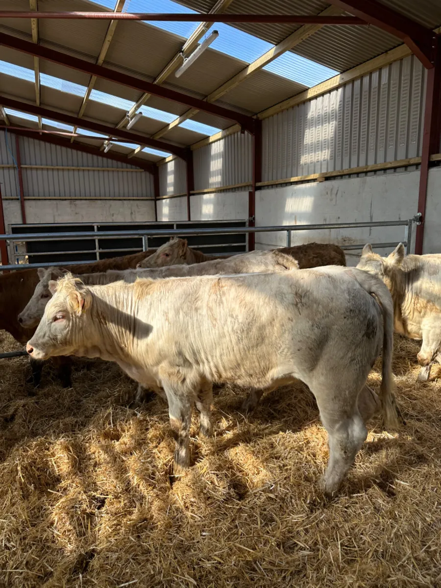 Charolais heifers - Image 4