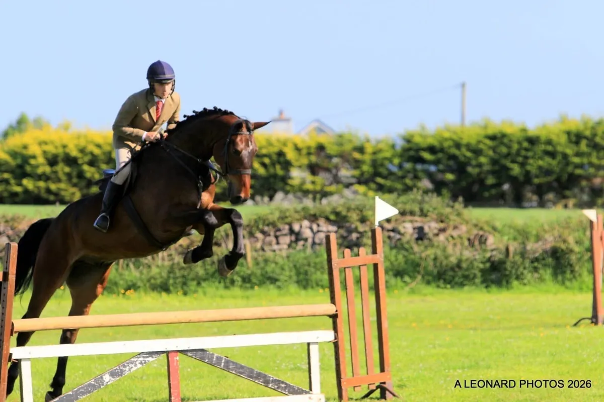 6yr old gelding by Tyson out of a Guidam mare - Image 2