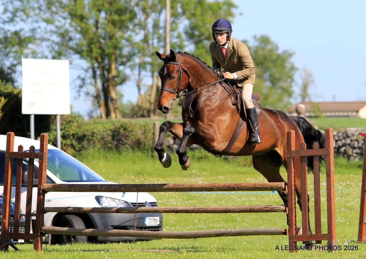 6yr old gelding by Tyson out of a Guidam mare - Image 1