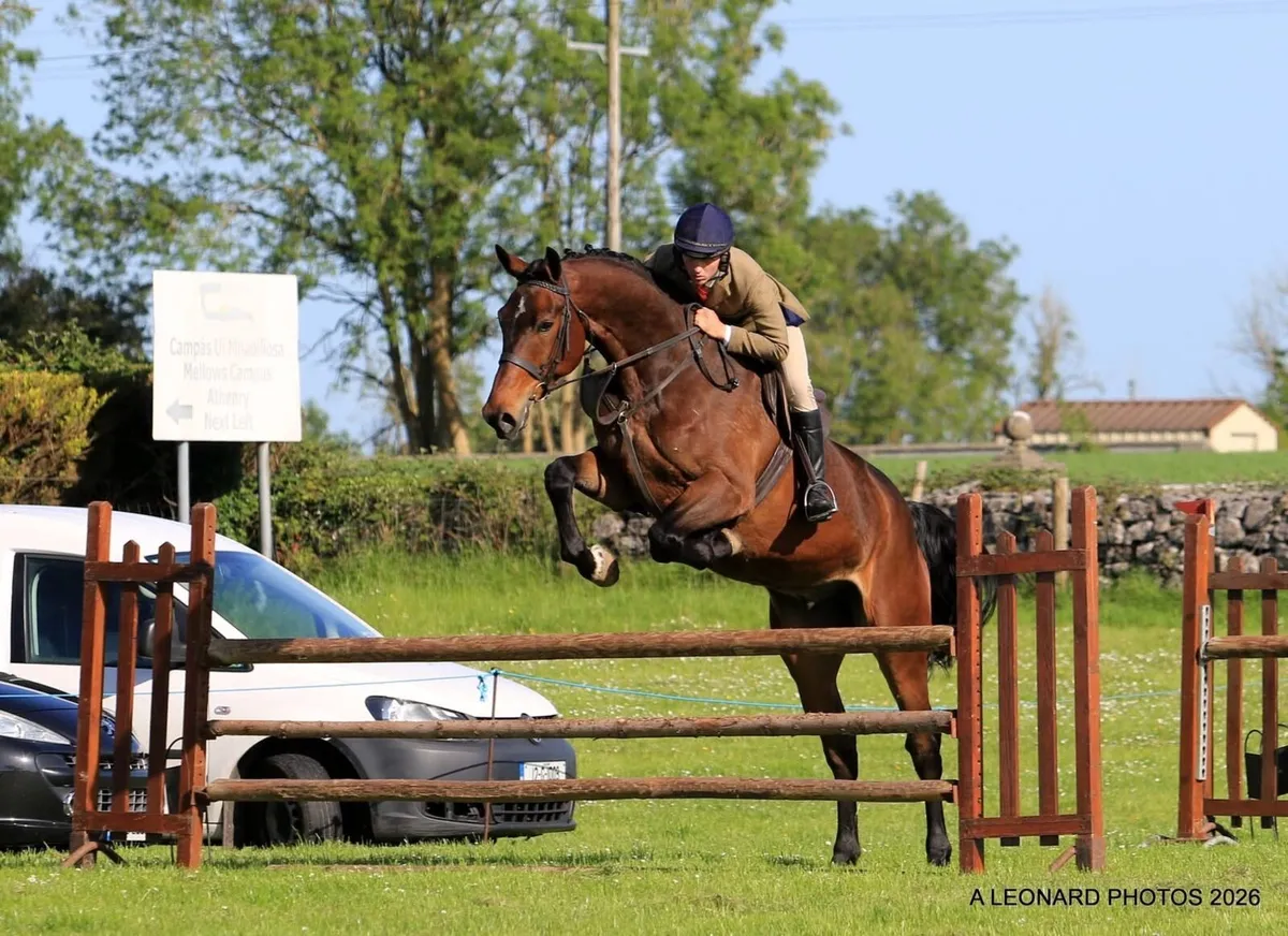 6yr old gelding by Tyson out of a Guidam mare - Image 3