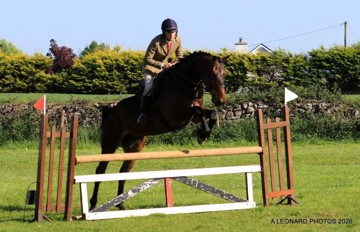 6yr old gelding by Tyson out of a Guidam mare - Image 4