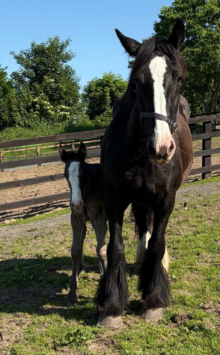 Heavy mare 15.3hh 6 years old with foal at foot - Image 3
