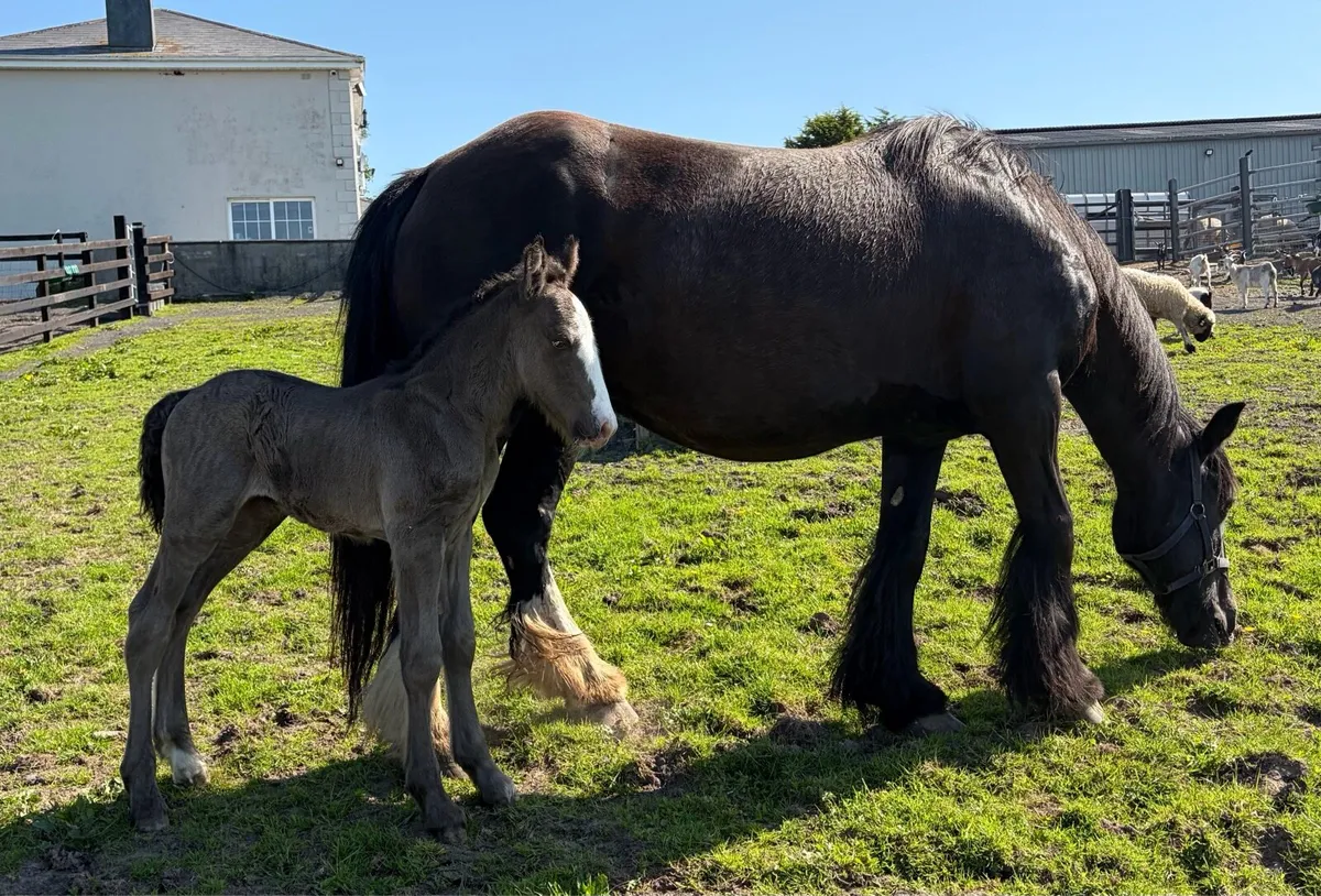 Heavy mare 15.3hh 6 years old with foal at foot - Image 4
