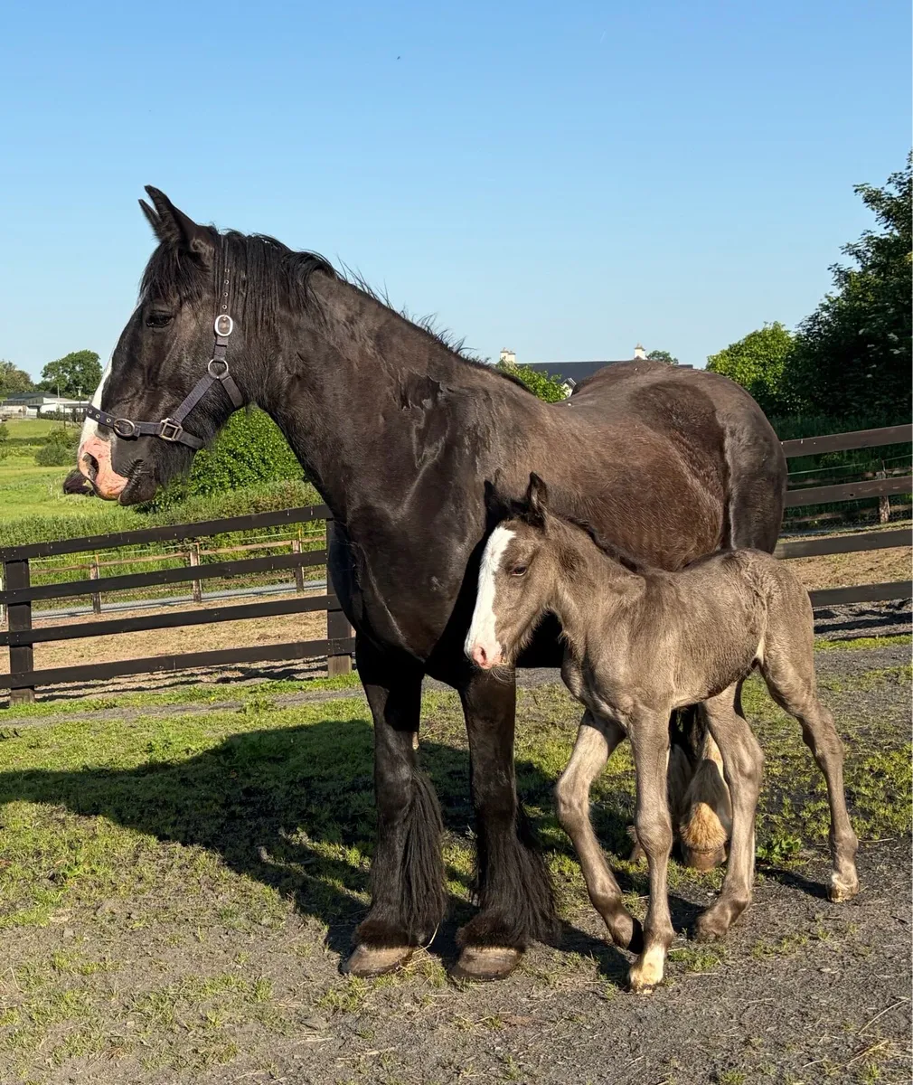 Heavy mare 15.3hh 6 years old with foal at foot - Image 1
