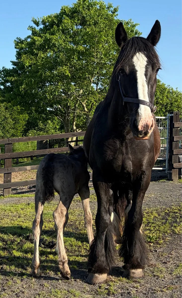 Heavy mare 15.3hh 6 years old with foal at foot - Image 2