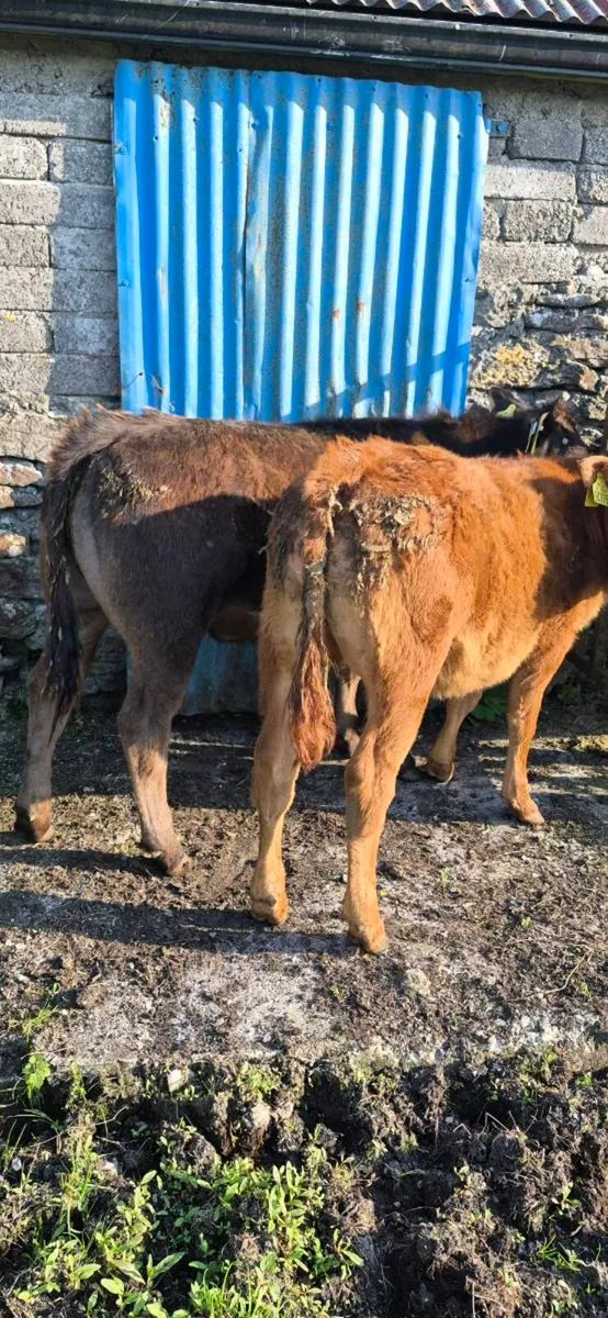 2 LIMOUSIN HEIFERS - Image 1