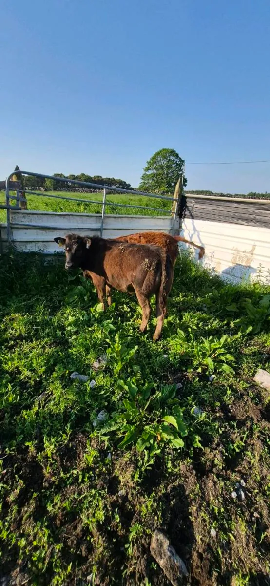 2 LIMOUSIN HEIFERS - Image 2