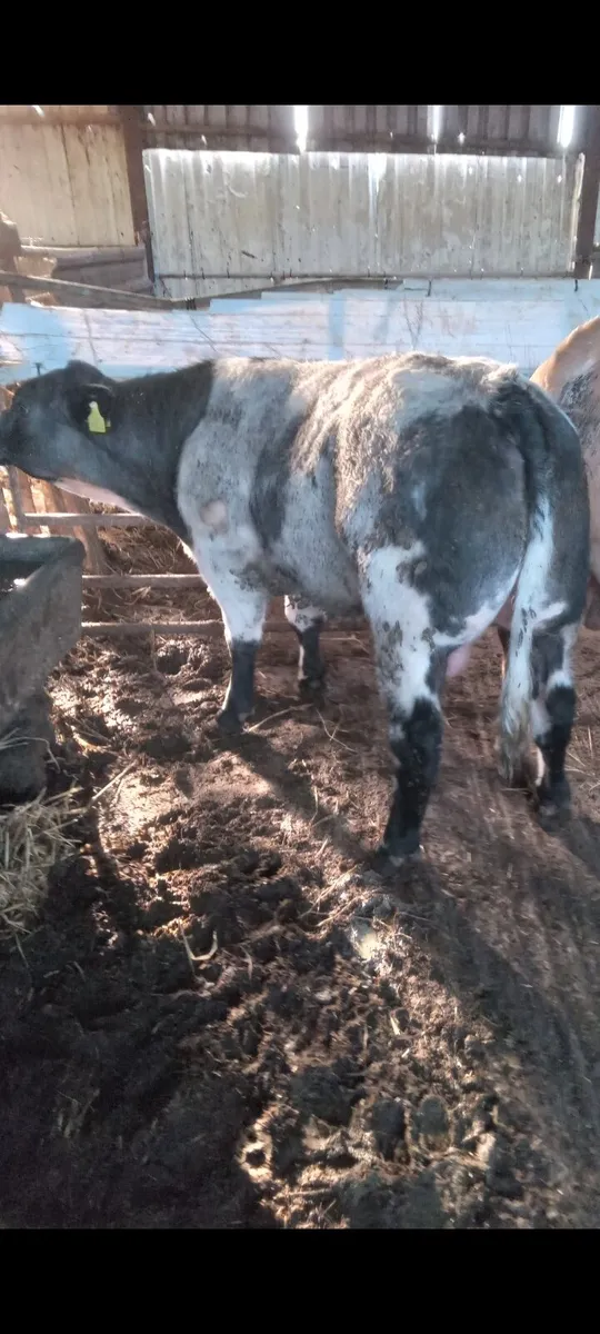 Weanling - Image 1