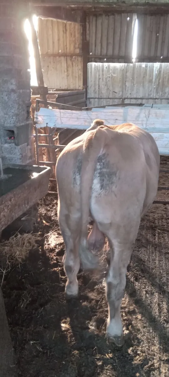 Weanling - Image 3