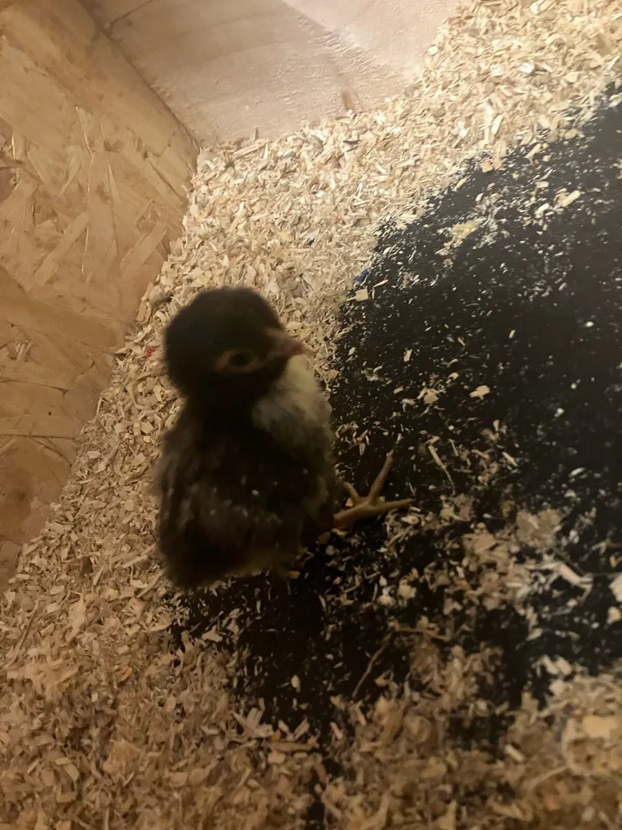 Day old golden sebright chicks and hatching eggs - Image 4