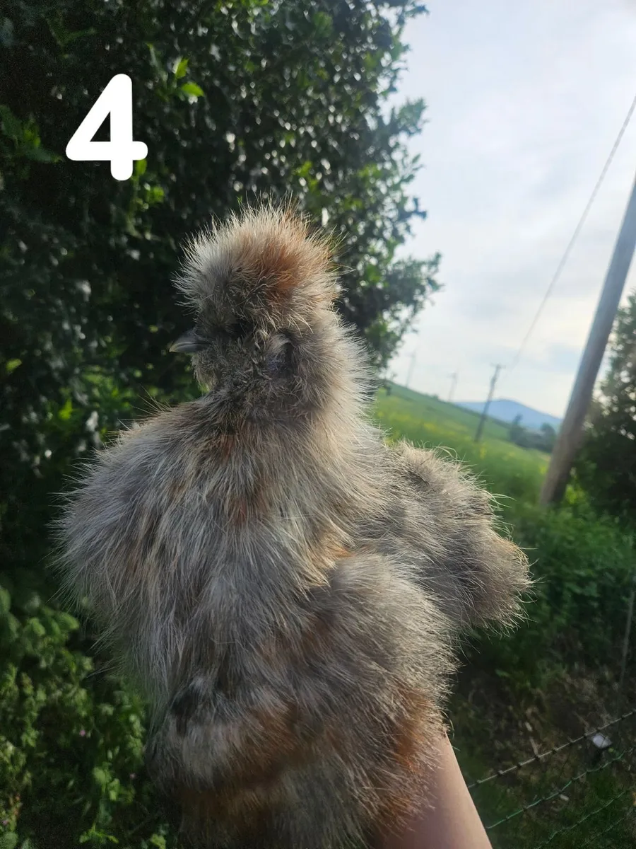 Usa Silkie chick - Image 2