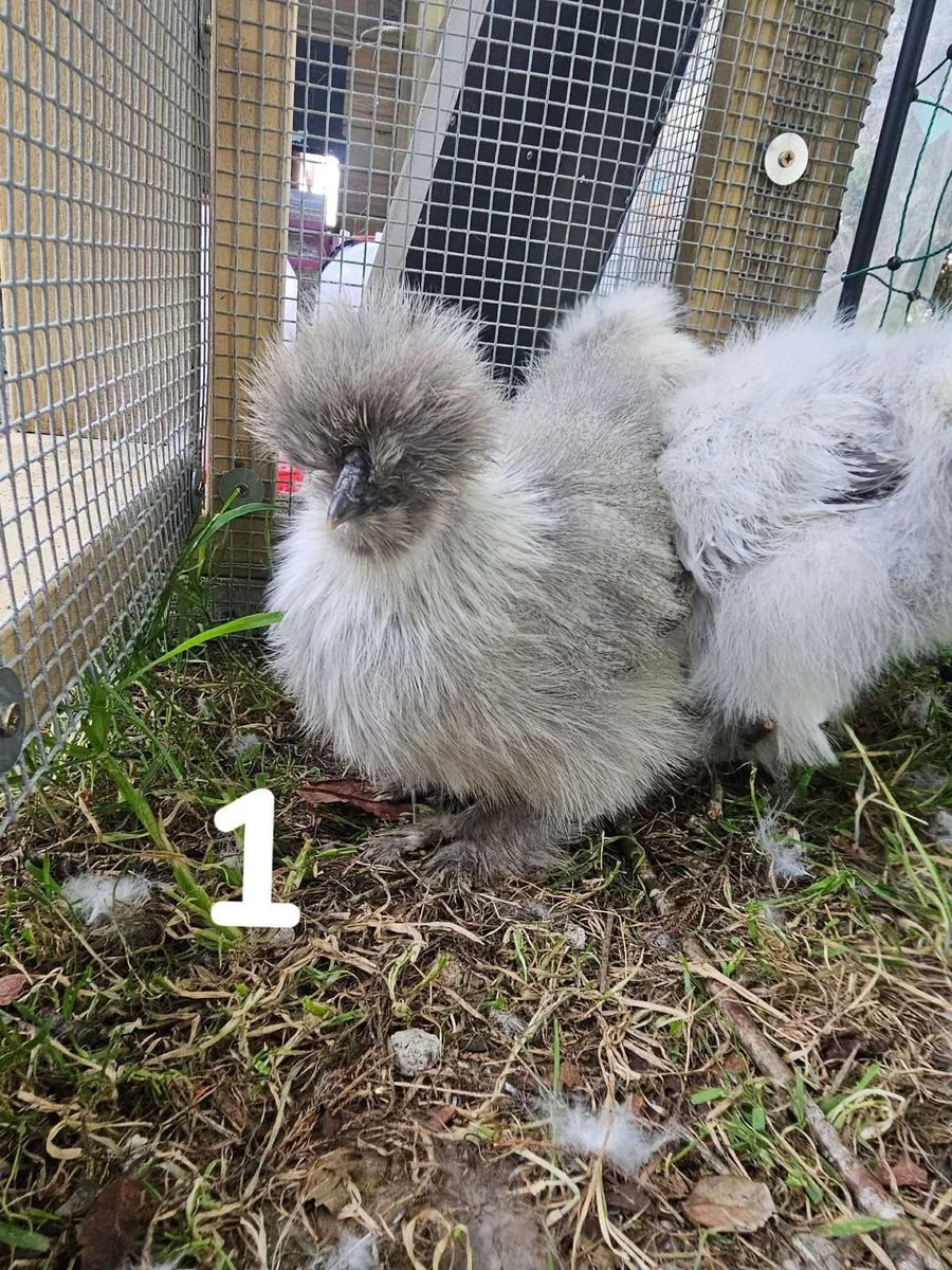 Usa Silkie chick - Image 3