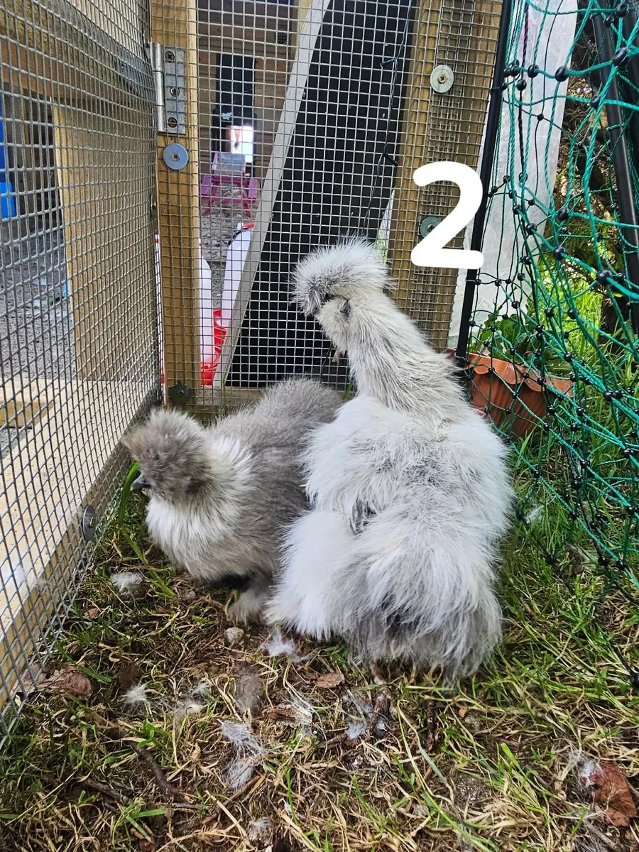 Usa Silkie chick - Image 4