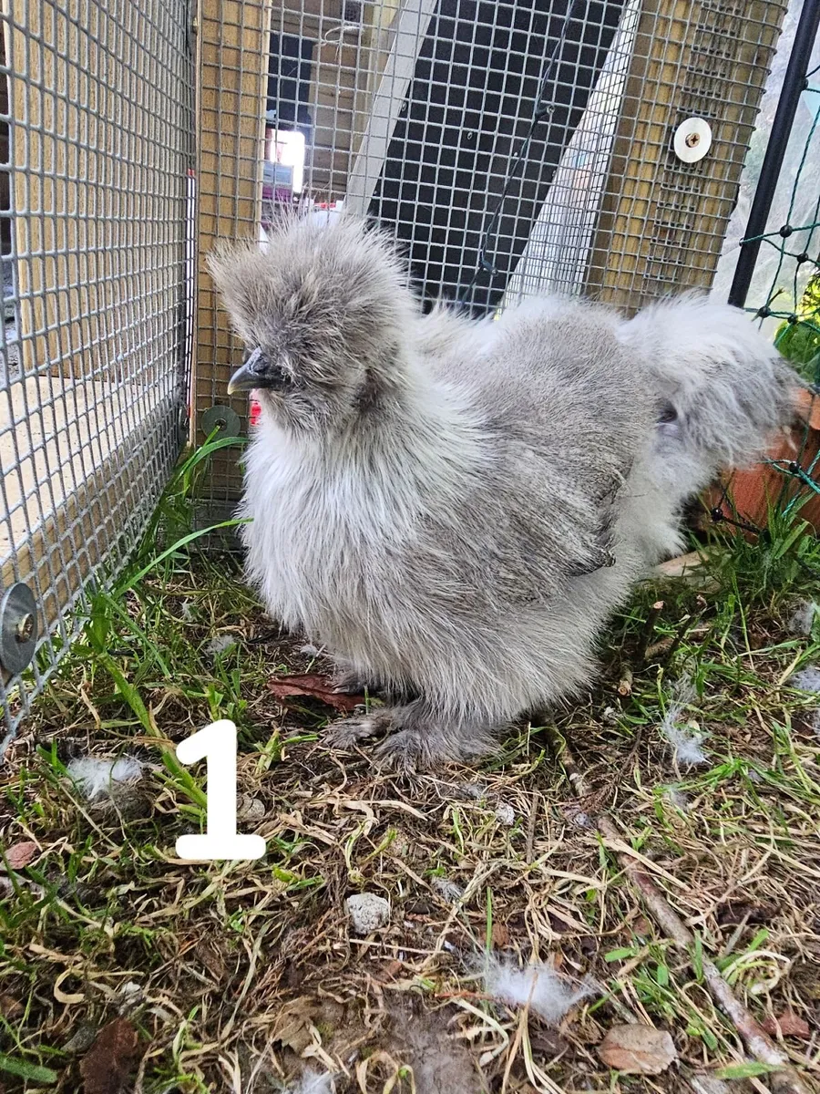 Usa Silkie chick - Image 1