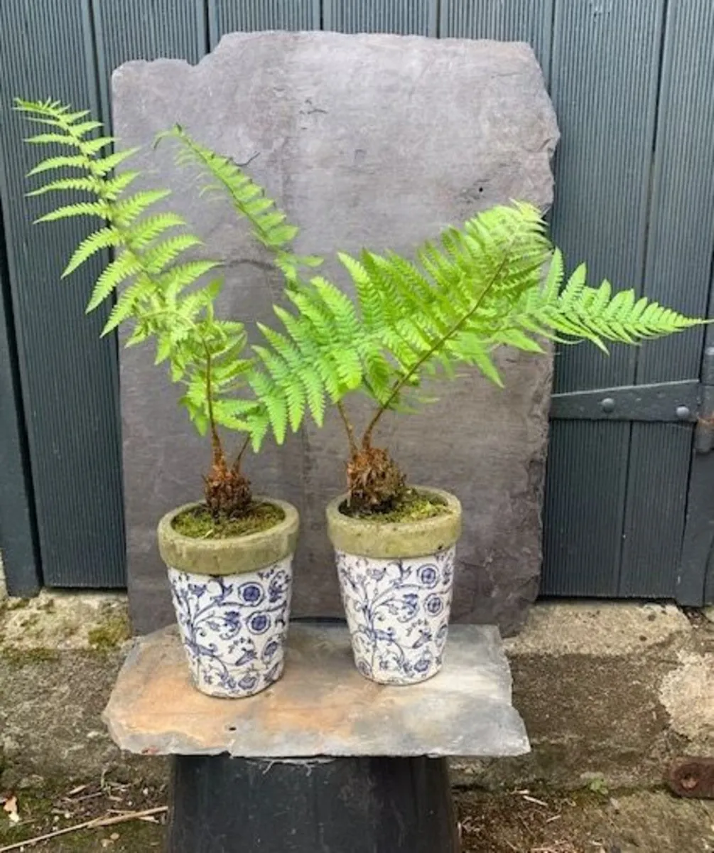 2 outdoor potted ferns - Image 1