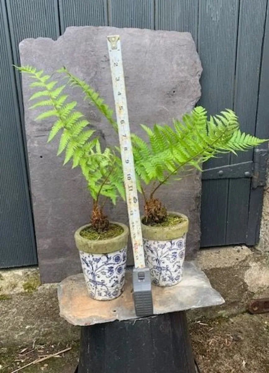 2 outdoor potted ferns - Image 2