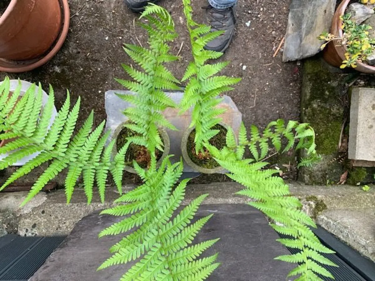 2 outdoor potted ferns - Image 3