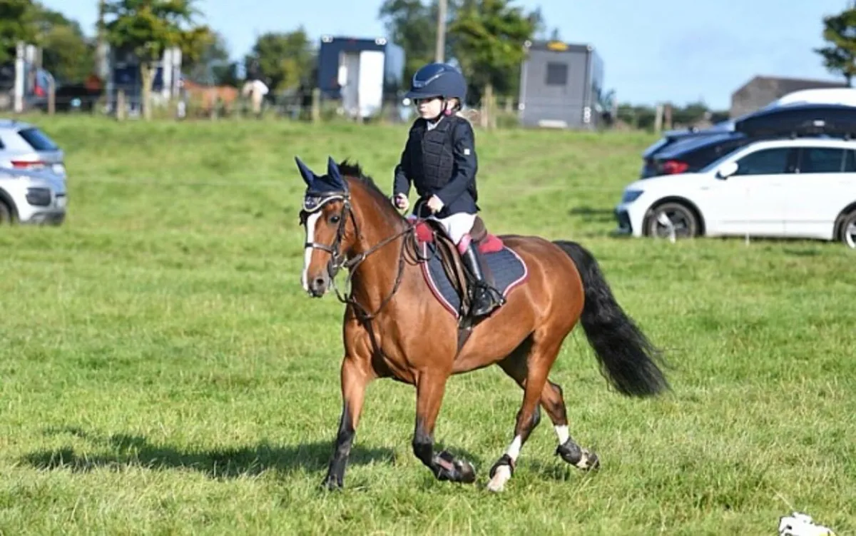 All round beautiful pony 122cm - Image 1
