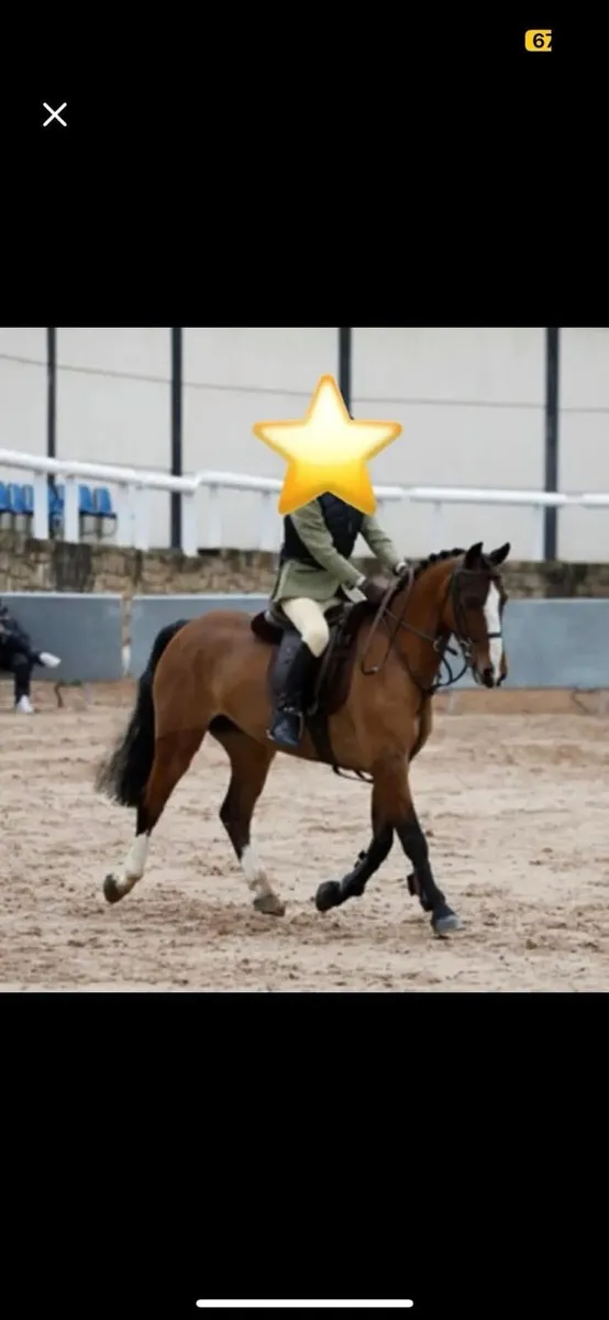 All round beautiful pony 122cm - Image 2
