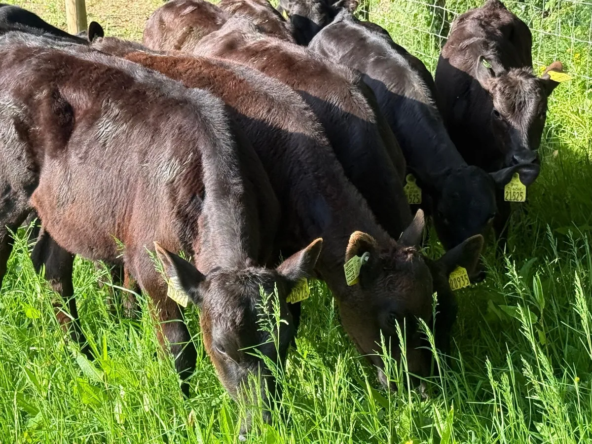 10 REARED ANGUS HEIFERS ( FEBRUARY BORN) - Image 1