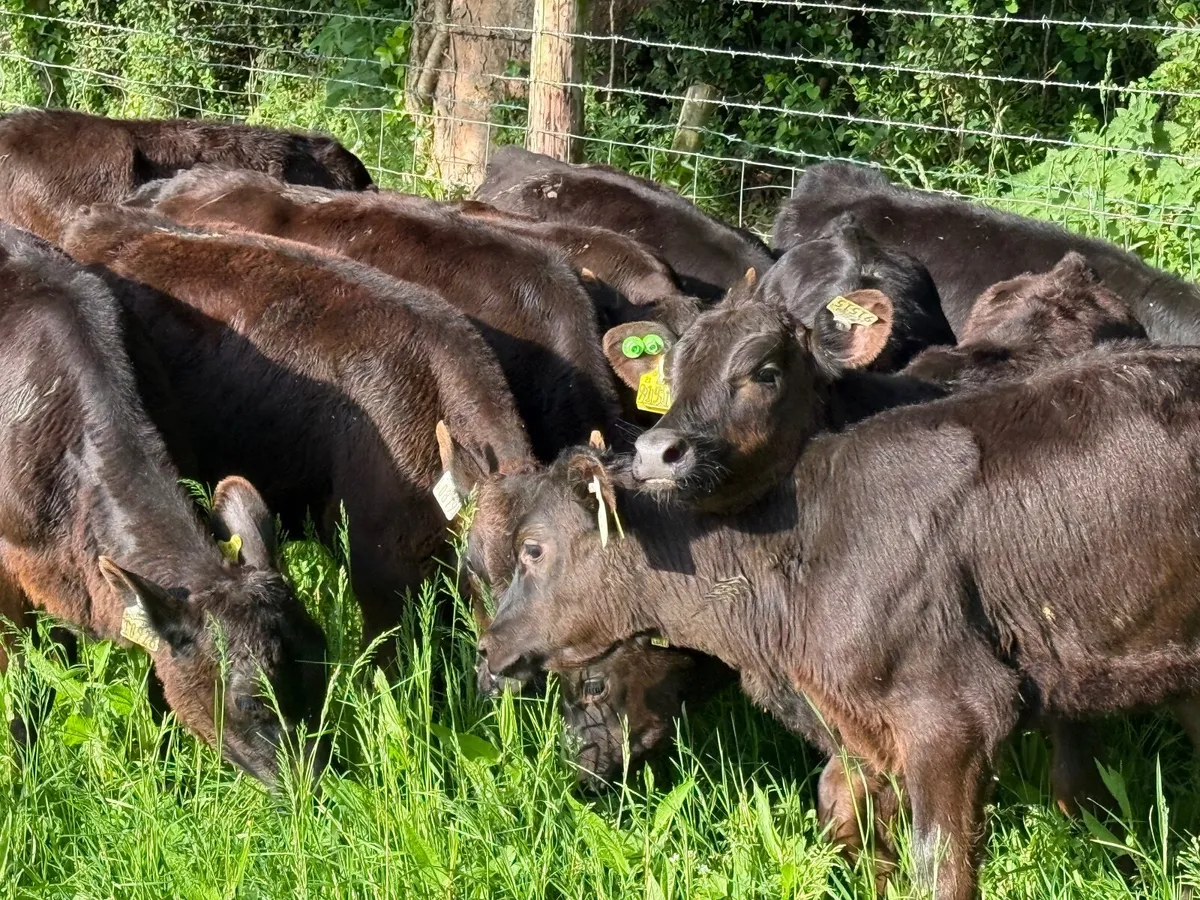 10 REARED ANGUS HEIFERS ( FEBRUARY BORN) - Image 3