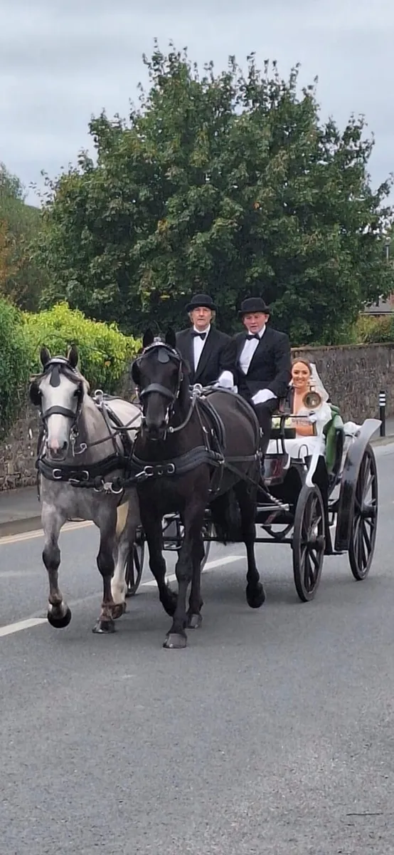 Rodger, Black Ride and drive gelding - Image 1